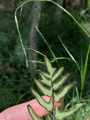 Cheilanthes viridis