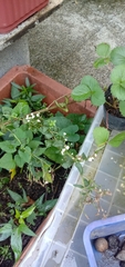 Fagopyrum esculentum