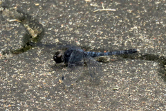 Bradinopyga konkanensis