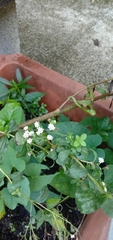 Fagopyrum esculentum