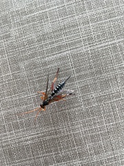 Echthromorpha intricatoria