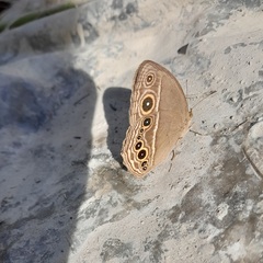 Mycalesis mineus