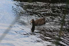 Gallinula tenebrosa tenebrosa