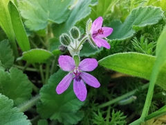 Erodium malacoides