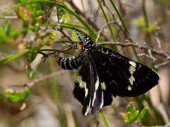Platagarista macleayi