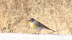 Setophaga coronata