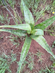 Ledebouria luteola