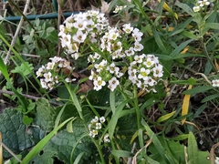 Lobularia maritima