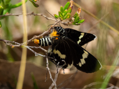 Platagarista macleayi