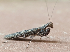 Tarachodes