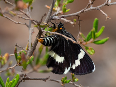 Platagarista macleayi