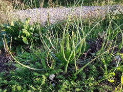 Asphodelus fistulosus