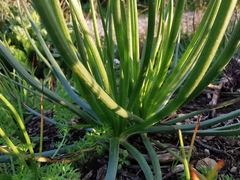 Asphodelus fistulosus