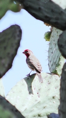 Haemorhous mexicanus
