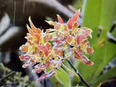 Oncidium luteopurpureum