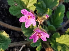 Erodium malacoides