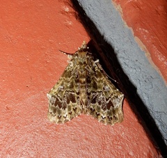 Ortopla lindsayi