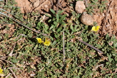 Listia