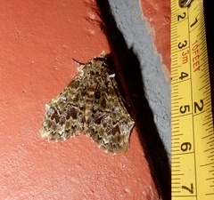 Ortopla lindsayi