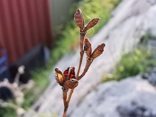 Onion-Leafed Asphodel
