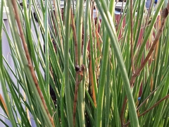 Asphodelus fistulosus