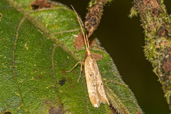 Lecithocera