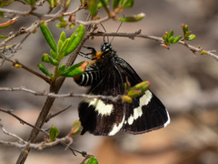 Platagarista macleayi