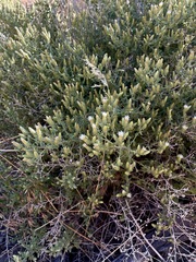Brickellia microphylla