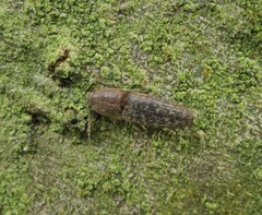 Monocrepidius submarmoratus