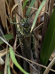 Cirphula pyrrhocnemis