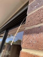 Ctenomorpha marginipennis