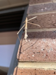 Ctenomorpha marginipennis