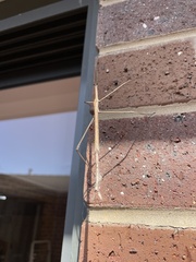 Ctenomorpha marginipennis