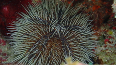 Tripneustes ventricosus