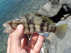 Paralabrax nebulifer