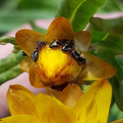 Dolichoderus scabridus