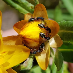 Dolichoderus scabridus
