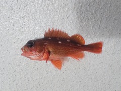 Sebastes umbrosus