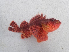 Scorpaena guttata