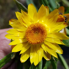 Xerochrysum