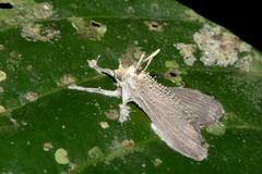 Akanthomyces tuberculatus