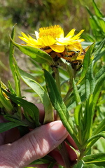 Xerochrysum