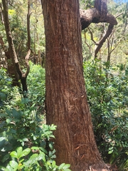 Eucalyptus umbra