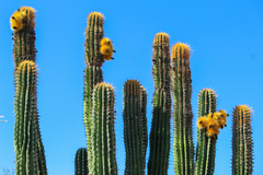 Pachycereus pecten-aboriginum