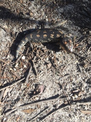 Tiliqua nigrolutea