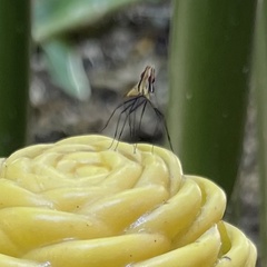 Neriidae
