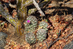 Mammillaria schumannii