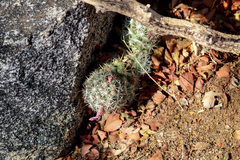 Mammillaria schumannii