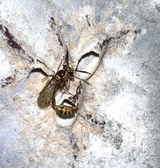 Stenogastrinae