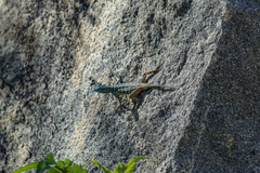 Petrosaurus thalassinus